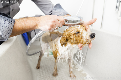 Image of bathing a cute dog