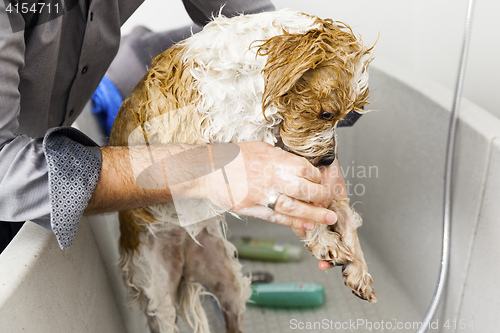 Image of bathing a cute dog