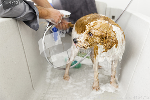 Image of bathing a cute dog