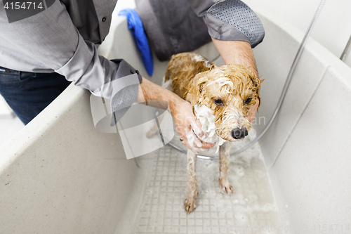 Image of bathing a cute dog