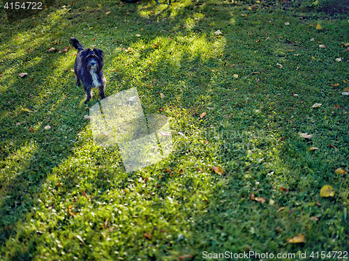 Image of little dog in green meadow