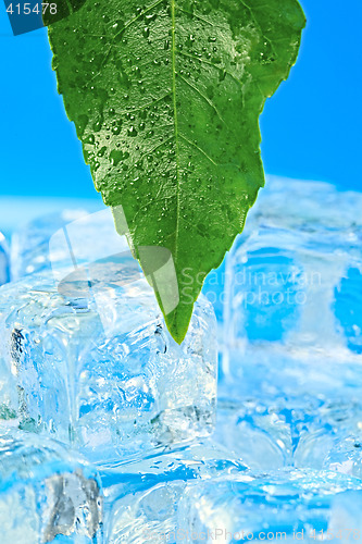 Image of Leaf and ice