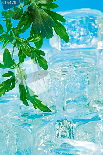 Image of Leaf and ice