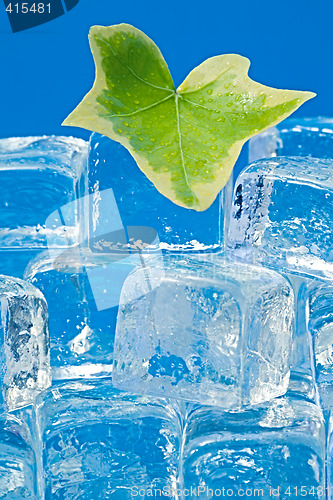 Image of Ivy leaf and ice