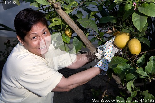 Image of Picking lemons