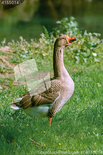 Image of Grey Goose on the Grass