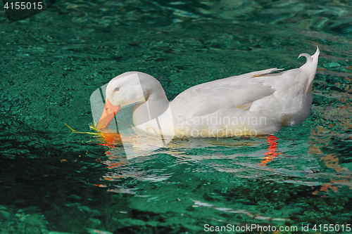 Image of White Duck on the Pond