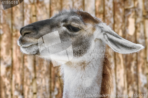 Image of Portrait of Llama