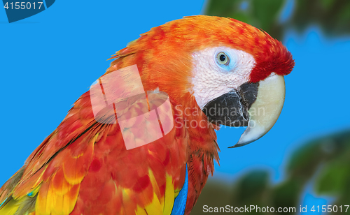 Image of The Macaw Parrot