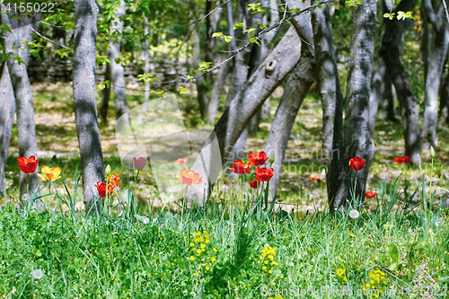 Image of Tulips in the Forest