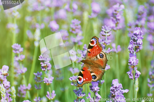 Image of Peacock Butterfly on Lavender 