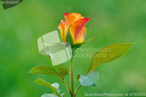 Image of Rose Flower over Green