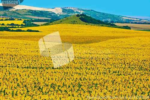 Image of Bulgarian Sunflowers Field