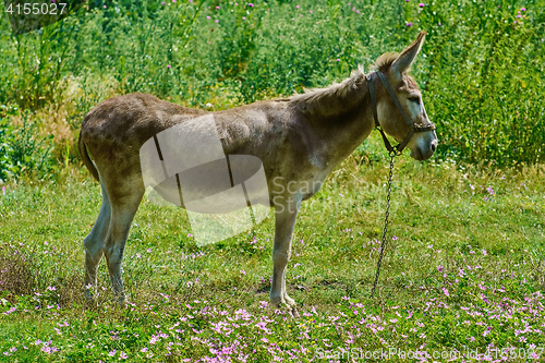 Image of Brown Donkey on Pasture