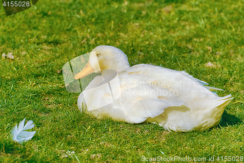 Image of Duck on the Grass