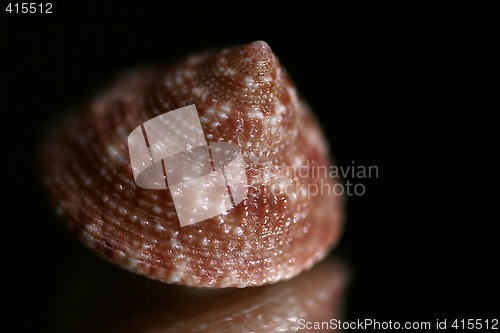 Image of Seashell