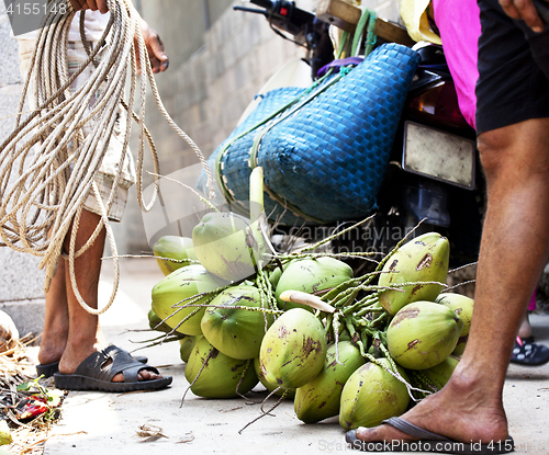 Image of professional climber on coconut treegathering coconuts with rope