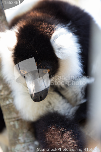 Image of Black-and-white ruffed lemur (Varecia variegata subcincta)