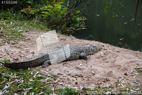 Image of Madagascar Crocodile, Crocodylus niloticus