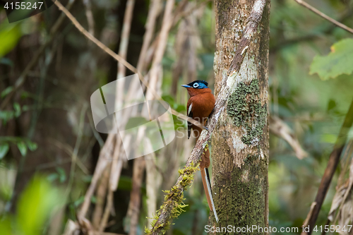 Image of Madagascar Paradise-flycatcher, Terpsiphone mutata