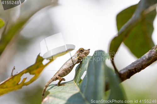 Image of Nose-horned Chameleon (Calumma nasutum)