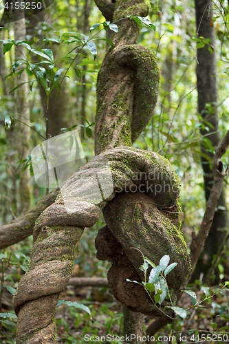 Image of overgrown with creeper to a tree