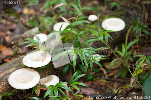 Image of mushroom on the trunk in madagascar rainforest