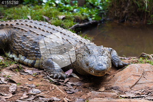 Image of Madagascar Crocodile, Crocodylus niloticus