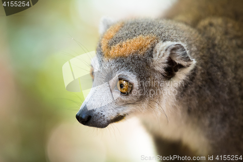 Image of crowned lemur Ankarana National Park