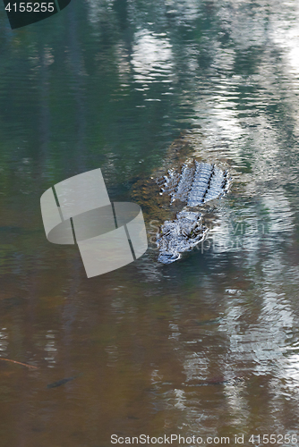 Image of Madagascar Crocodile, Crocodylus niloticus