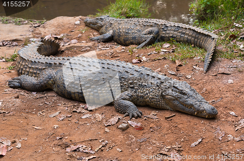 Image of Madagascar Crocodile, Crocodylus niloticus