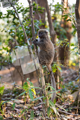 Image of Eastern lesser bamboo lemur (Hapalemur griseus)