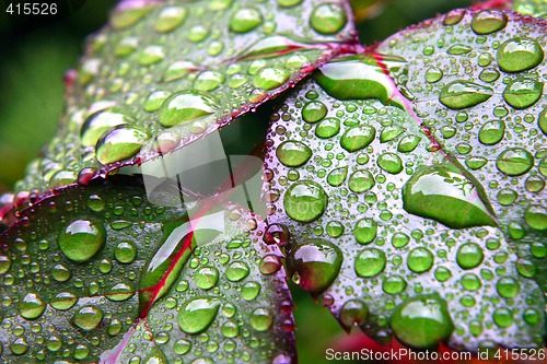 Image of Green dew wet leaves