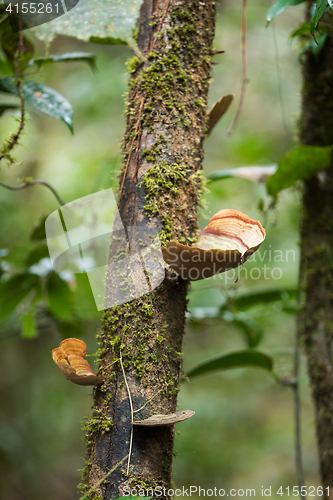 Image of mushroom on the trunk in madagascar rainforest