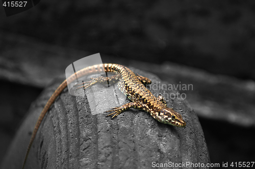 Image of Lizard on a tyre