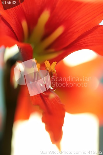Image of stamen of the red lily