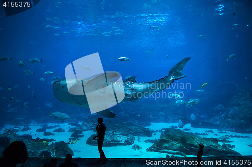 Image of Fishes in aquarium