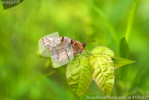 Image of Variegated Fritillary (Euptoieta claudia)