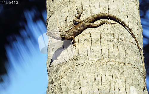 Image of medium lizard in wild nature on palm tree