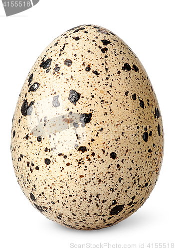 Image of Single quail egg vertical