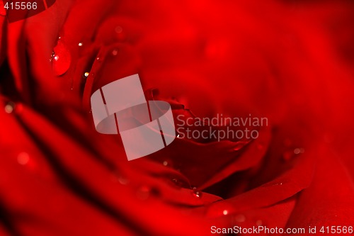 Image of Red Rose