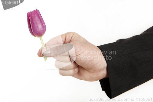 Image of Male hand with little tulip