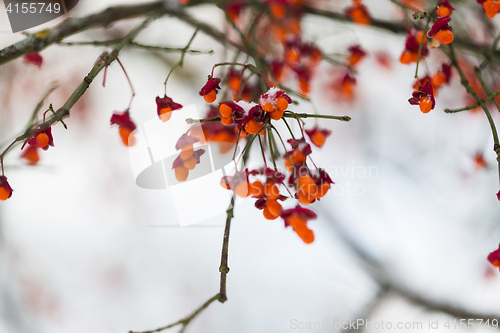 Image of spindle or euonymus branch with fruits in winter