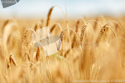 Image of cereal field with spikelets of ripe rye or wheat