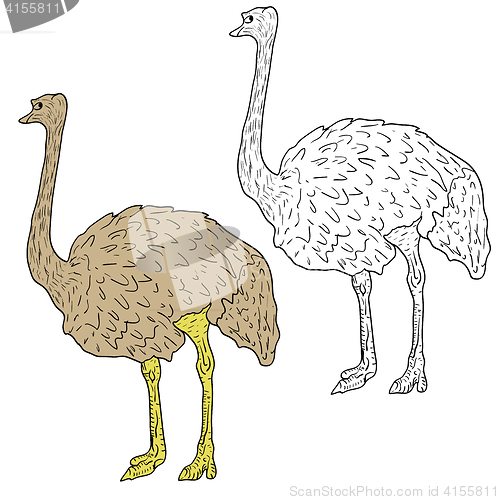 Image of Sketch big ostrich standing on a white background. illustration