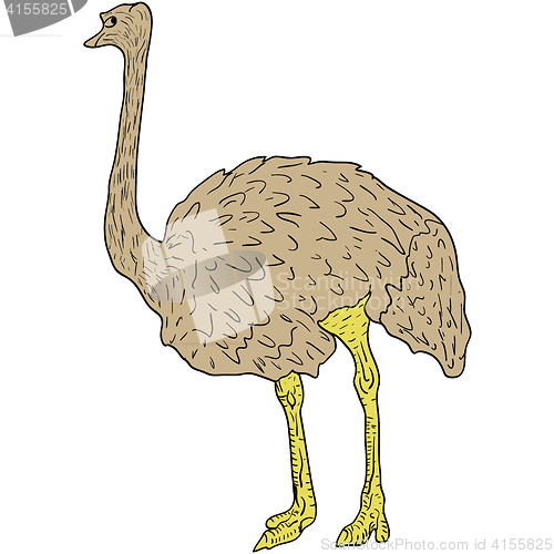 Image of Sketch big ostrich standing on a white background. illustration