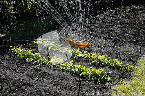 Image of Watering the salad