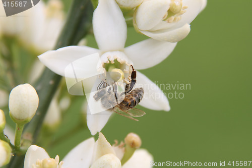 Image of Flowers and bee