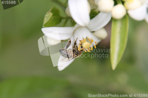 Image of Flowers and bee
