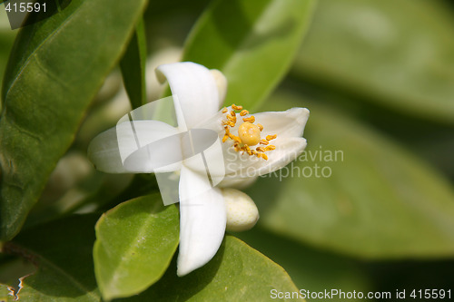 Image of Flowers in the spring